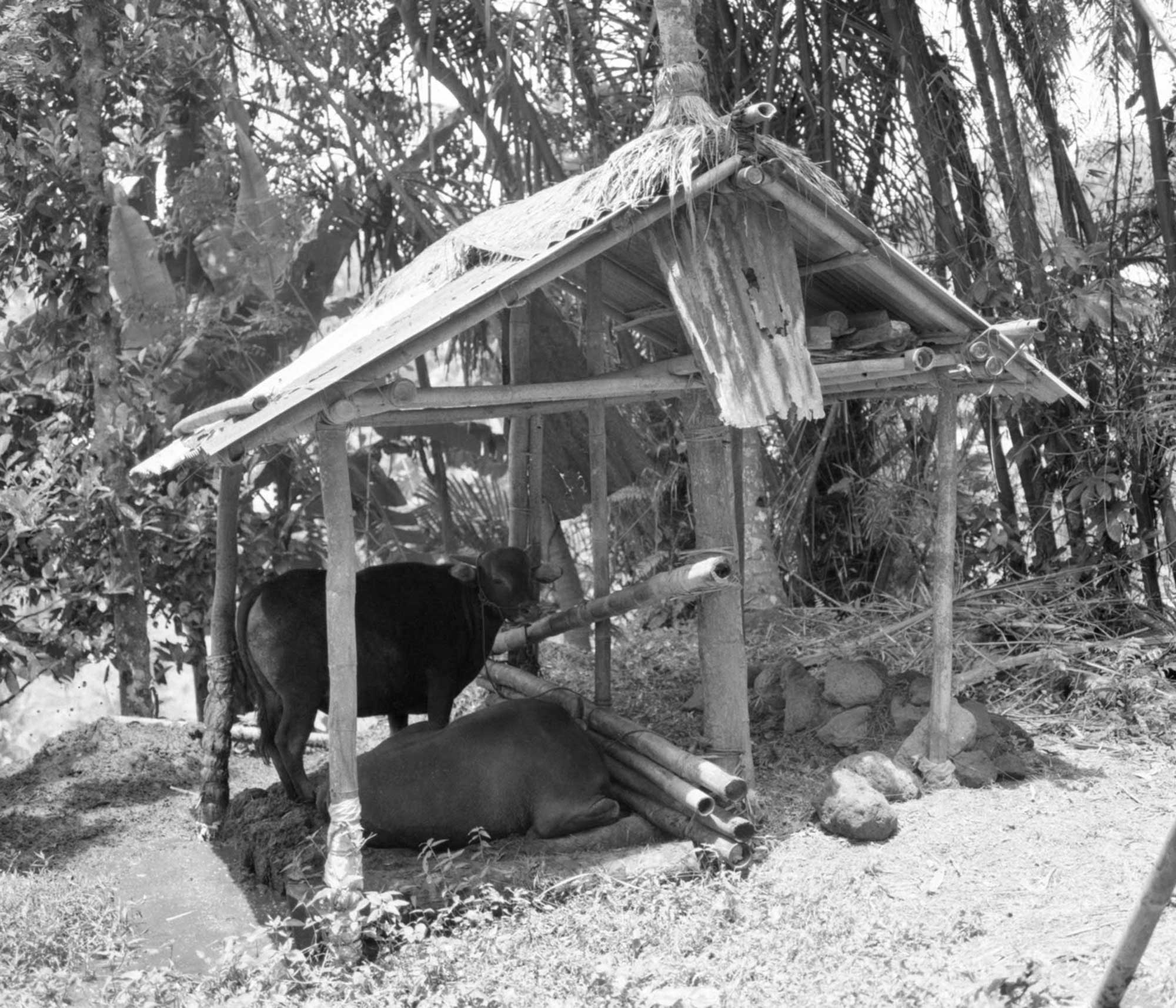 mattia listowski art décoration  photographie noir et blanc chambre moyen format tirage argentique évènement structure structure abri rizière tegallang indonésie édition limitée numérotée signée paris bruxelles 2017